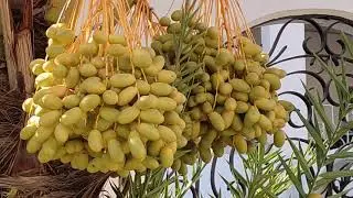 26 June 2021 খেজুর