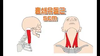 흉쇄유돌근/목빗근/SternoCleidoMastoid 완전 정복!