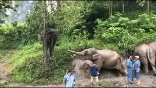 Elephant Mud Spa Day!