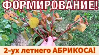 Зелёные операцыи!
