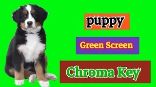Puppy green screen video,Cute Puppy Green screen Efect, pet green screen video