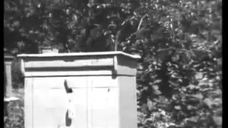 Фильм о пчеловодстве  1969 г.  Часть 1.