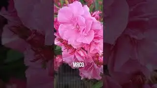 Красив и опасен