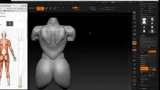 Female Torso_ Part 1