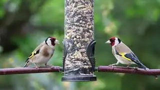 wujud burung Pipit Emas yang langka, Burung yang indah dan bersuara merdu ,Banyak hal positif