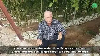 Tips crops whit lobularia