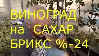 Виноград и сахар БРИКС %