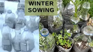 🇨🇦Winter Sowing in Zone 5| Nino and Lo🧑🏾‍🍳👩🏽‍🌾