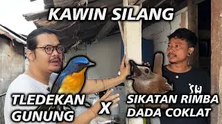 BERHASIL ❗️PROSES KAWIN SILANG BURUNG TLEDEKAN GUNUNG & SRDC❗️#KicauVlogBaliEpisode47 #dewatasamudra