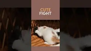 kittens funny fight #shorts #kittens #cutecat
