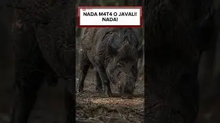 THE ABSURD RESILIENCE OF THE WILD BOAR! 