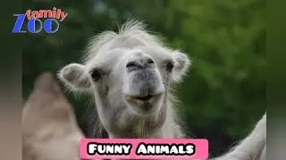 Funny Animal | Funny Animals | Funny Animal Videos | Cats | Funny Cats | Dogs | Zoofamily