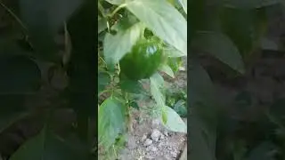 Так ли уж опасны пасынки у перцев? Обязательно ли их надо удалять?