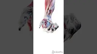 Mastering Hand Mechanics: Motion, Muscles, and Ligaments   