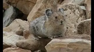 The Rare and Elusive Pika(full documentary)HD