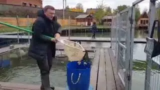 Очередное зарыбление форелью. Сыпем много.