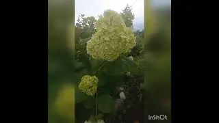 Малая часть моего сада .2 июля.