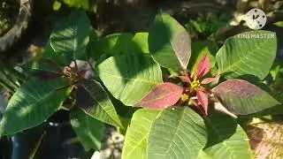 Garden view ❤️🌺😍 / ফুলনি খন চাও আহক, আমি