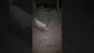 Kedi ve köpek kardeşliği