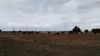 На пастбище