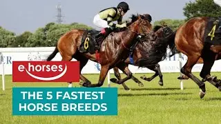 Top 5 Fastest Horse Breeds