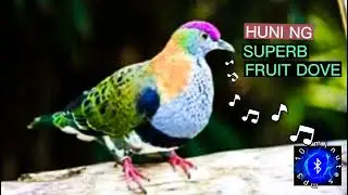 SUPERB FRUIT DOVE SOUND #philippinebirds #huntsman_ph