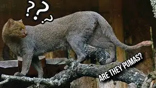 What are the Jaguarundies?