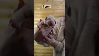 КАК ВЫРОС ЩЕНОК АЛАБАЯ ЗА 1 ГОД 