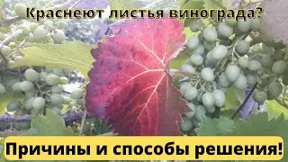 Are grape leaves turning red? Causes and solutions