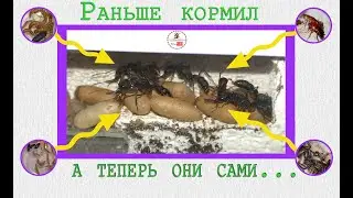 Раньше кормил...А теперь они сами. Antsfarm.