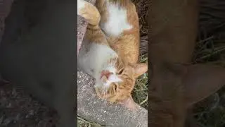 Опасная рыжая кошка #turkey