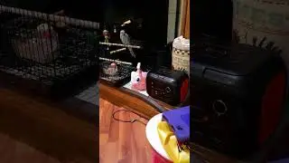 hehehe