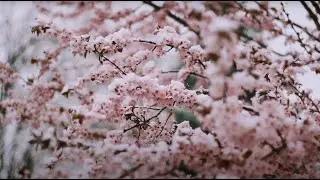Boulevard - Peaceful Romantic Music | Sophat Notes 🌸 Brasov, Romania ❄️