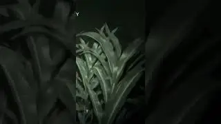 OUTLAST 2 - almost CAUGHT