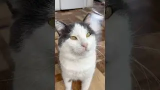 Ты не ты когда КОТ голоден 🤫 #cat #catshorts #catshorts