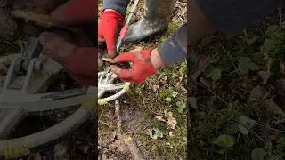 Ничего себе выпала🔥 Находка в корне.. 16 век! Поиск с металлоискателем #находка #коп #монета #лес