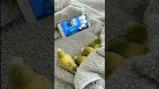 попугайчики смотрят мультики 😁
