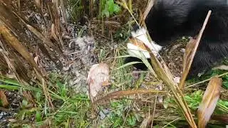 Охота с лайкой на утку! Несколько успешных выходов.