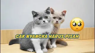 SEDIH BANGET ANAK URA TINGGAL 1