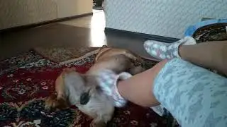 Кайф собаке, когда её чешишь