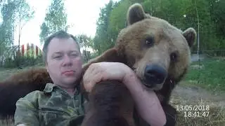 Когда живой медведь используется как подушка ;-)