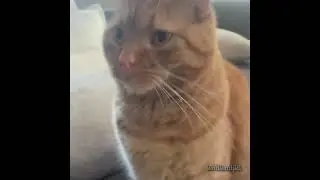 trash cat