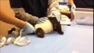 Hear a Panda Cub Cry Out During Doctor Visit