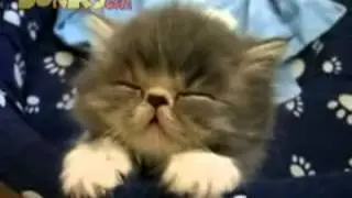 Котенок засыпает