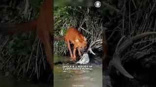 Dhole 🦊 Cutest Predators in Asia!
