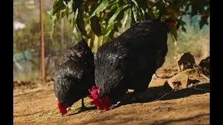 'Why Organic?' - Certified Organic is Free Range | Australian Organic