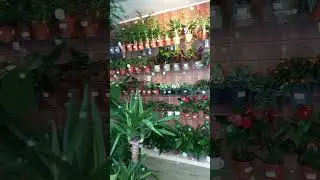 Наш магазин цветов. Обзорное видео.