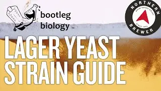 Lager Yeast Strain Comparison Guide | Bootleg Biology