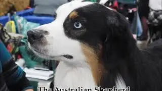 National Dog Show 2019 Preview