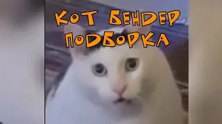 Мем. Кот Бендер. Подборка #1